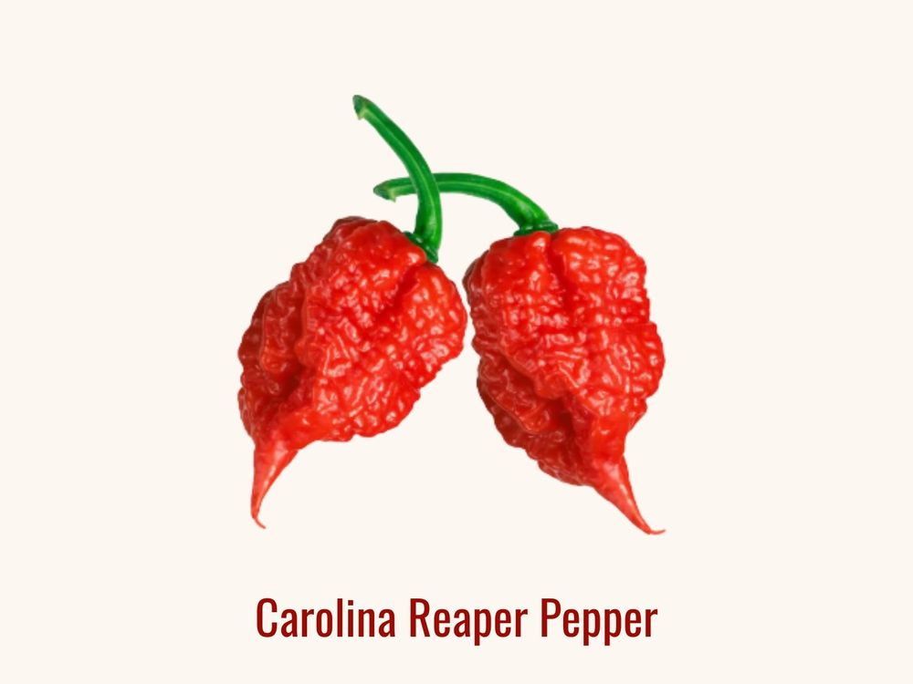 Carolina Reaper, an American superhot chili pepper