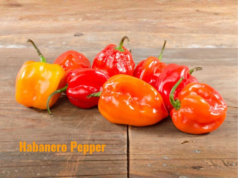 Hungarian Wax Pepper
