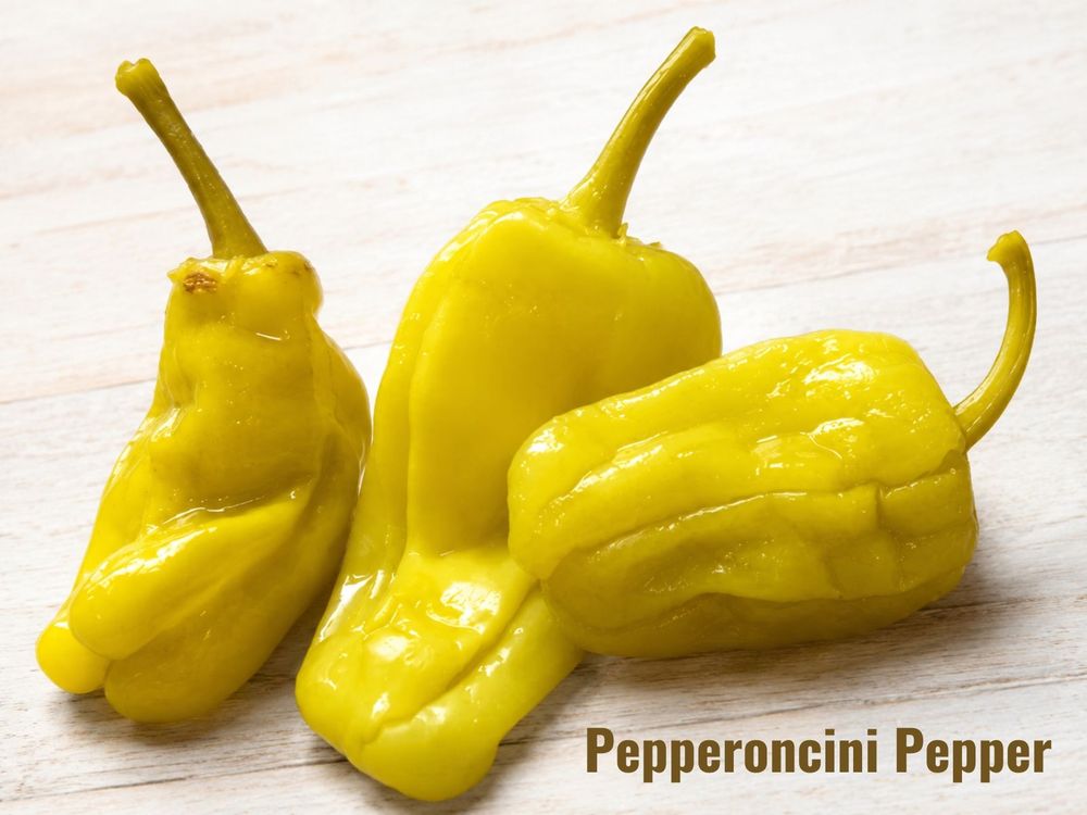Pepperoncini pepper, an Italian and Greek mild chili