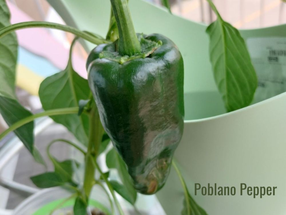 Poblano pepper - Mexican chili pepper