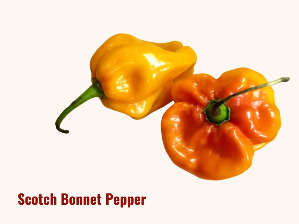 Scotch bonnet pepper, a Caribbean hot chili