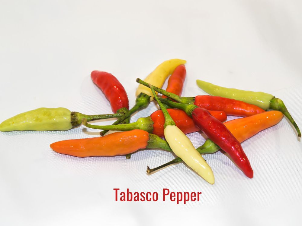 Tabasco pepper, a hot Mexican chili