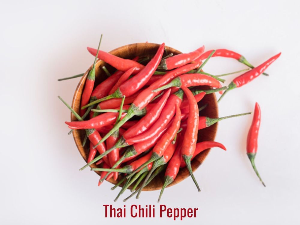 Thai chili pepper, a hot Southeast Asian chili